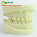 DENTAL05 (12564) Modelo de Mandíbula de Preparação de Cavidade para o Treinamento de Aluno Dental